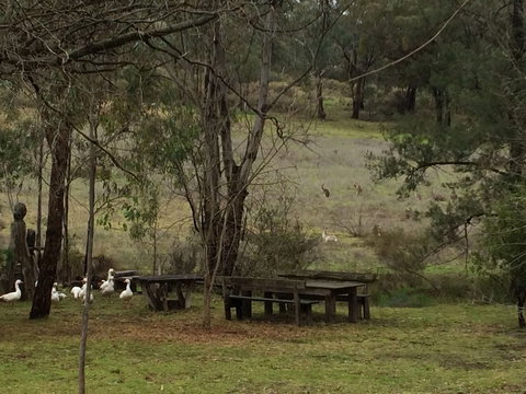 Wildwood Guesthouse - Grafton Accommodation 1