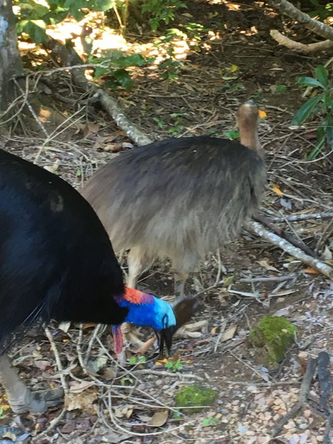 Licuala Lodge - Grafton Accommodation 1