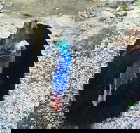 Licuala Lodge - Grafton Accommodation