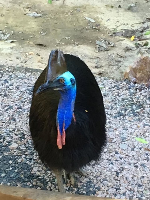 Licuala Lodge - Grafton Accommodation 0