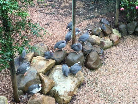 Licuala Lodge - Grafton Accommodation 4