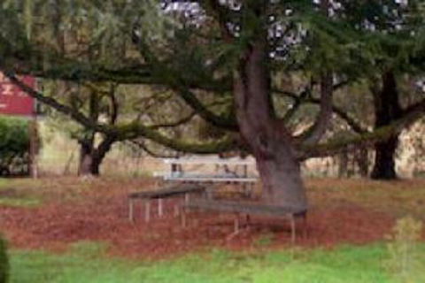 Auburn Shiraz Motel - Grafton Accommodation 0