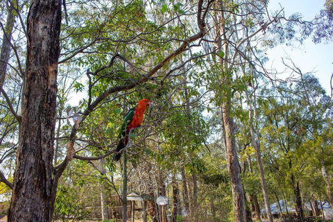Kalimna Woods Cottages - Grafton Accommodation 2