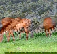 Hill Top Country Guest House - Grafton Accommodation