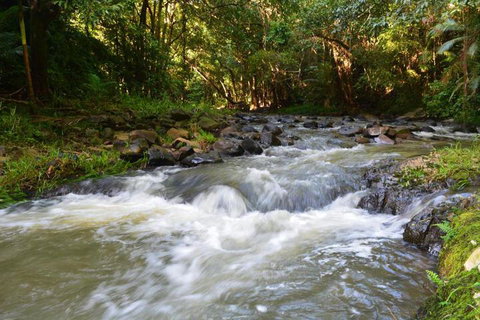 Tropical Bliss Bed & Breakfast - Grafton Accommodation 4