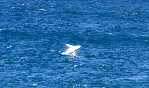 Sea Whispers - Grafton Accommodation 3