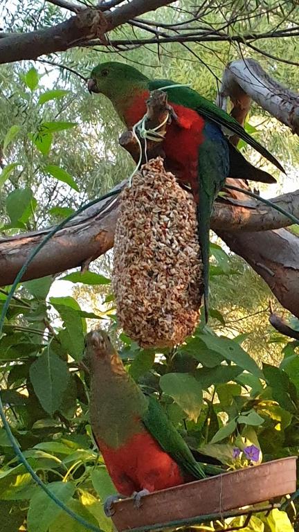 Astley Cottage - Grafton Accommodation 1