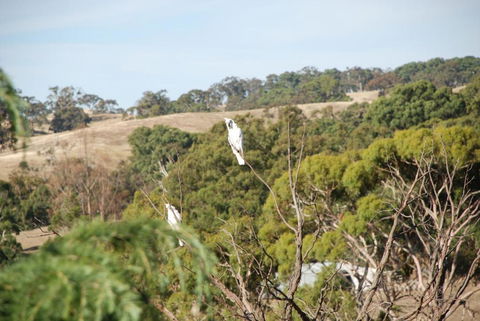 Mancuso Country Cottage Retreat - Grafton Accommodation 6