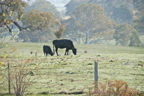Mancuso Country Cottage Retreat - Grafton Accommodation 5
