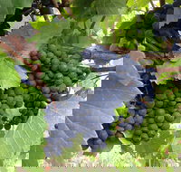 Marcus Hill Vineyard - Grafton Accommodation