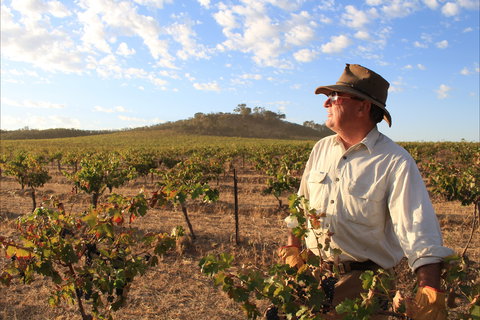 Sally's Paddock At Redbank Winery - Grafton Accommodation 2