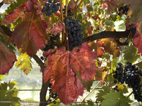 Mimosa Wines - Grafton Accommodation 1