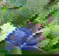 Tuckerberry Hill - Grafton Accommodation