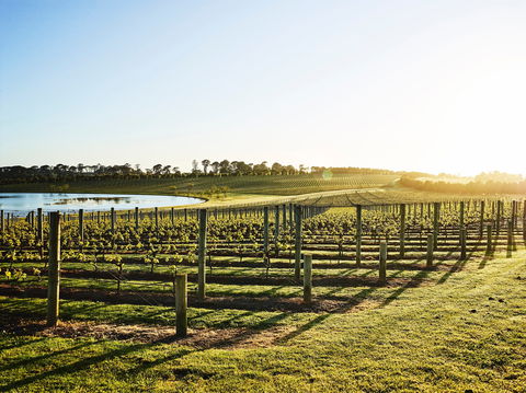 Wine Terrace And Cellar Door At Pt Leo Estate - Grafton Accommodation 0