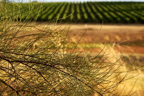 Haselgrove Wines - Grafton Accommodation 1