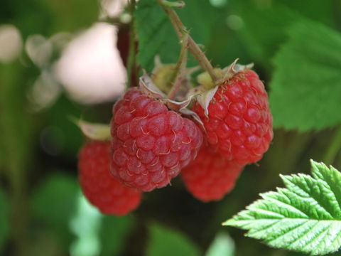 Westerway Raspberry Farm - Grafton Accommodation 0