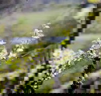 Barrgowan Vineyard - Grafton Accommodation