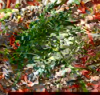 Mount Buninyong Winery - Grafton Accommodation