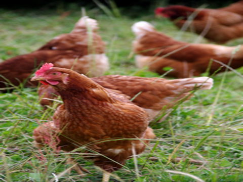 Holbrook Paddock Eggs - Grafton Accommodation 0