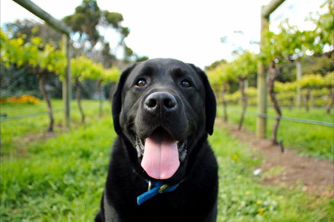 Every Man And His Dog Vineyard - Grafton Accommodation 0