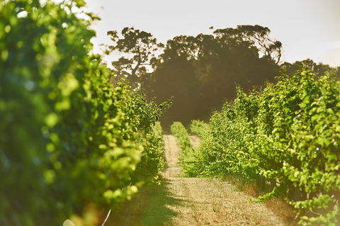 Cape Mentelle Vineyards - Grafton Accommodation 2