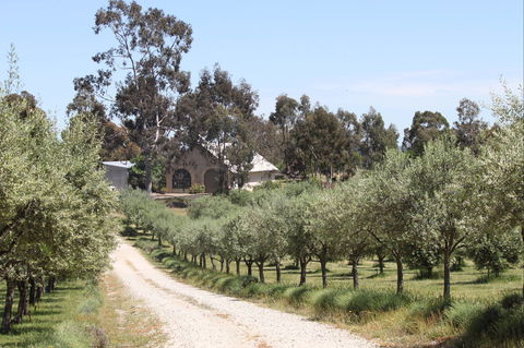 L'Oliveraie Olive Grove - Grafton Accommodation 0