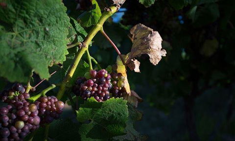 Currency Creek Winery Restaurant - Grafton Accommodation 10