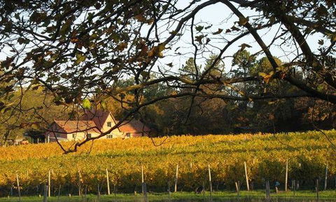 Currency Creek Winery Restaurant - Grafton Accommodation 5