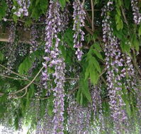The Topiary Pantry - Grafton Accommodation