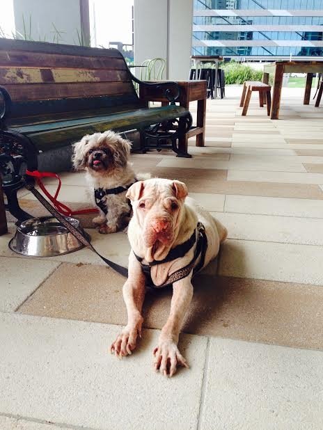 The Lazy Dog - Grafton Accommodation 4
