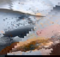 Wild Local Prawns - Grafton Accommodation