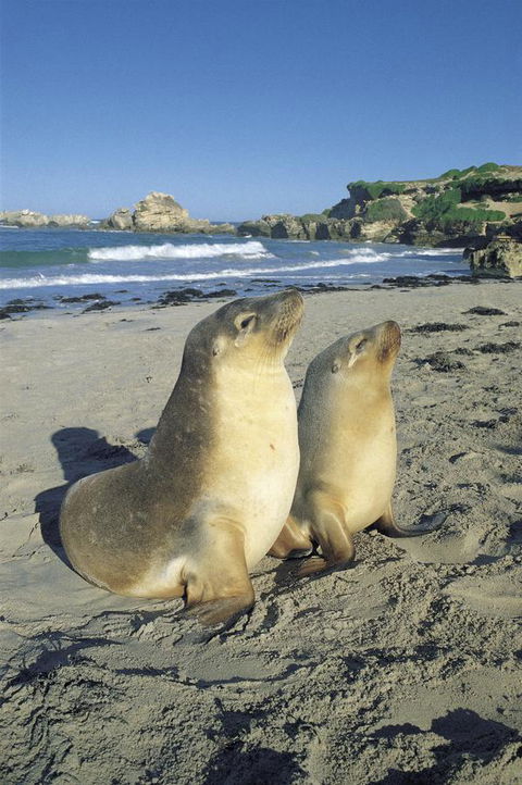 Kangaroo Island Seafront - Grafton Accommodation 40