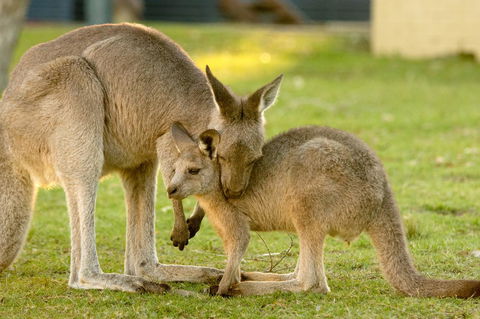 BIG4 Tasman Holiday Parks - Racecourse Beach - Grafton Accommodation 39