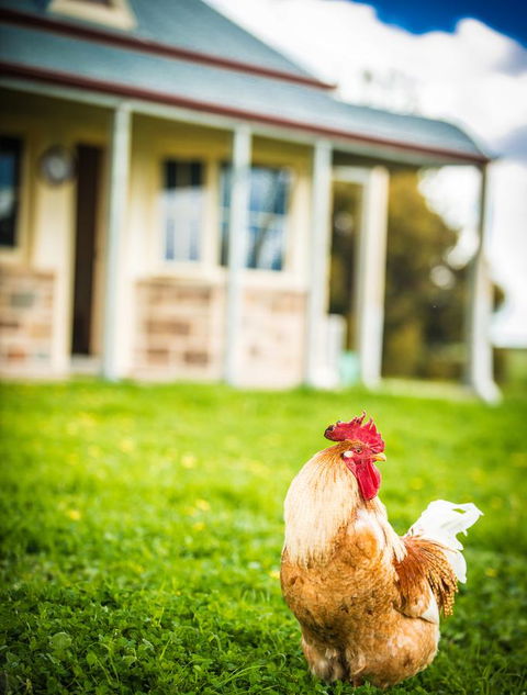 Barossa Vineyard Cottages - Grafton Accommodation 39