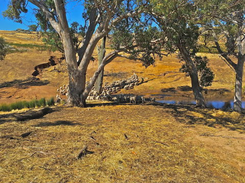 Rabbiters Hut - Grafton Accommodation 22