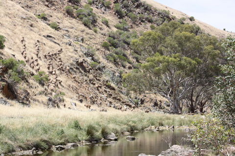 Rabbiters Hut - Grafton Accommodation 29