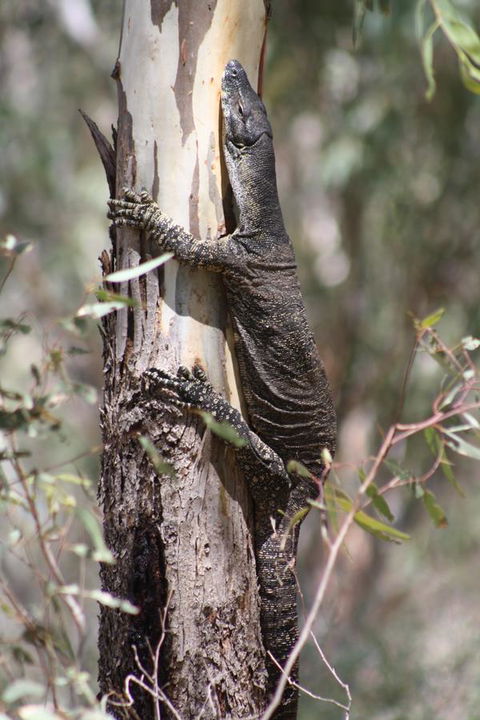 Rabbiters Hut - Grafton Accommodation 30
