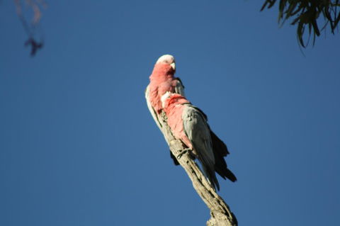Rabbiters Hut - Grafton Accommodation 27