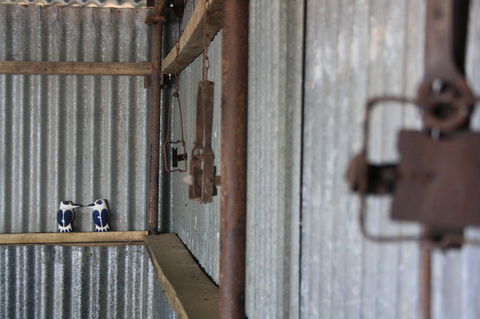 Rabbiters Hut - Grafton Accommodation 11