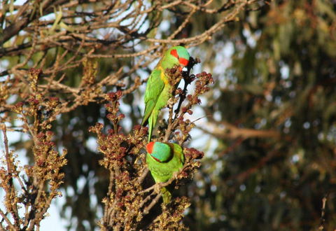 Rabbiters Hut - Grafton Accommodation 32