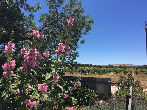 Amy\'s House Bed & Breakfast - Grafton Accommodation 29