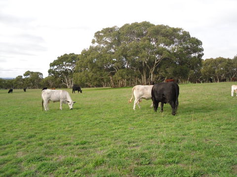 Wenton Farm Holiday Cottages - Grafton Accommodation 17