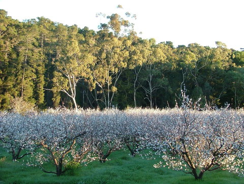 Taralee Orchards - Grafton Accommodation 5