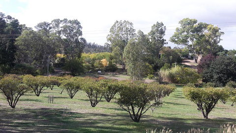Taralee Orchards - Grafton Accommodation 1