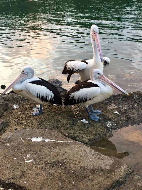 Brunswick Heads Treetop Studio - Grafton Accommodation 26