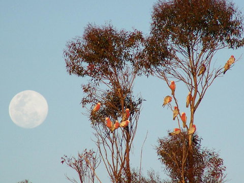 Burra Motor Inn - Grafton Accommodation 28