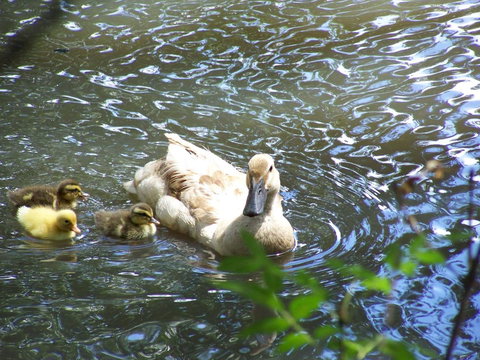 Burra Motor Inn - Grafton Accommodation 27