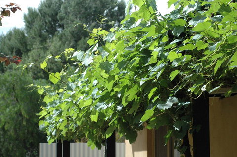 Burra Motor Inn - Grafton Accommodation 14