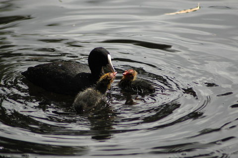 Burra Motor Inn - Grafton Accommodation 26