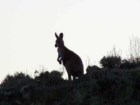 Burra Motor Inn - Grafton Accommodation 37